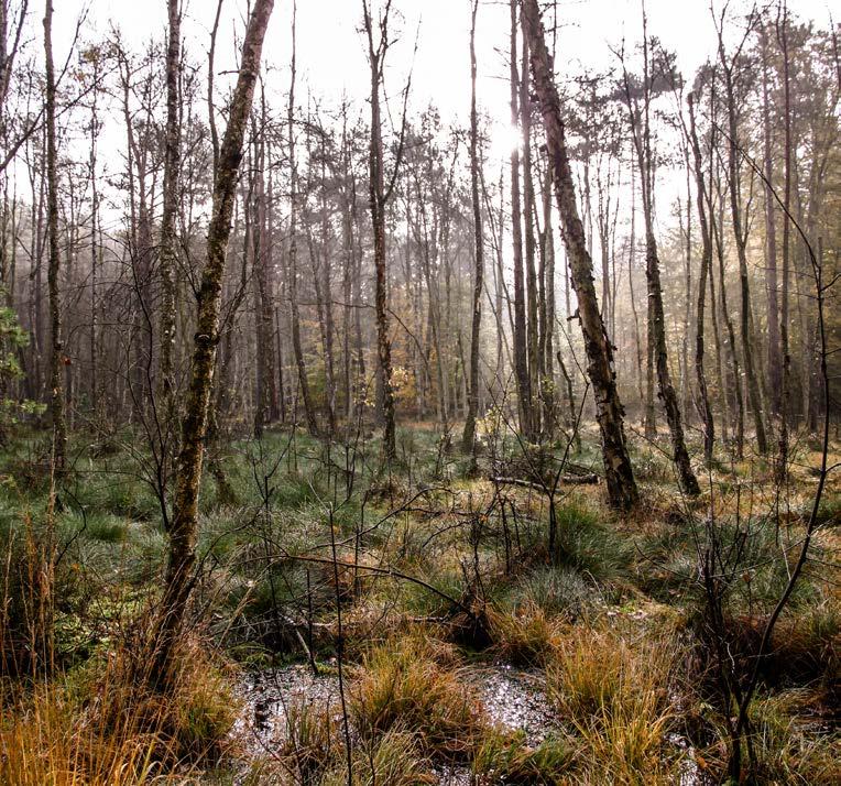 Maßnahmen im FFH-Gebiet Stechlin: Im Rahmen des EU-LIFE + Natur Projekts Feuchtwälder wurden Maßnahmen aus dem Managementplan für das FFH-Gebiet Stechlin finanziert und umgesetzt.