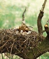 Europäische Vogelschutzgebiete in Sachsen 12 die bei landesweiter Betrachtung für die Auswahl und Meldung als Vogelschutzgebiete am geeignetsten erscheinen.