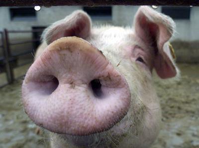 Risikobewertung: Expositionsquelle Schwein recht gute Datenlage hohe Prävalenzen: Zucht 43,5 % Erzeuger 41,3 % Mast 52 % Herden-Prävalenz in Öko-Betrieben geringer (mind.