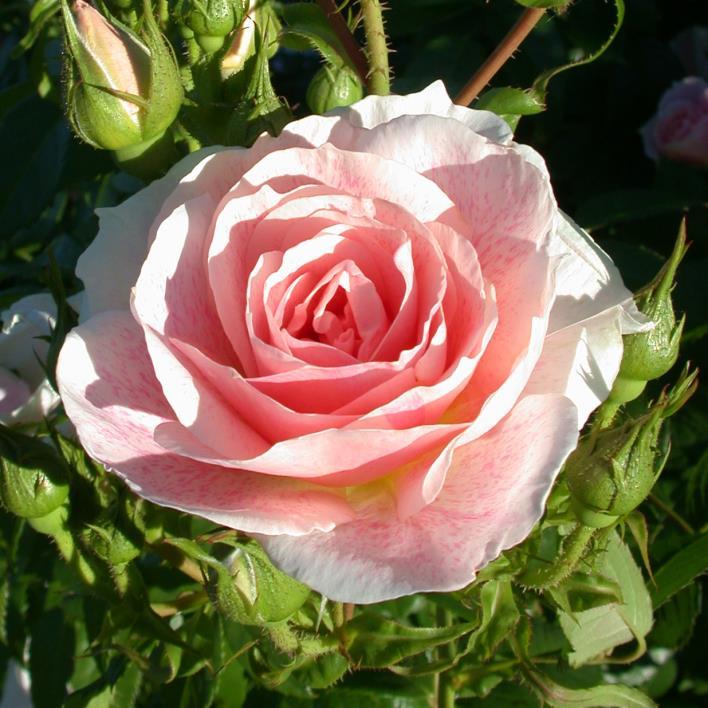 Kir Royal Nostalgische Rosen rosa hellrosa, gesprenkelt stark gefüllt, 25-30 Petalen, schalenförmig 6-7 schwach +++ / öfterblühend sehr robust edel, spitzig aufrecht, breitbuschig, bogig überhängend