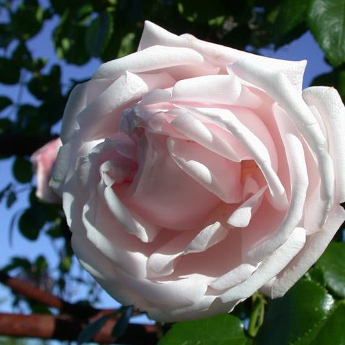 New Dawn Moderne Rose Rambler hellrosa gefüllt, ca.