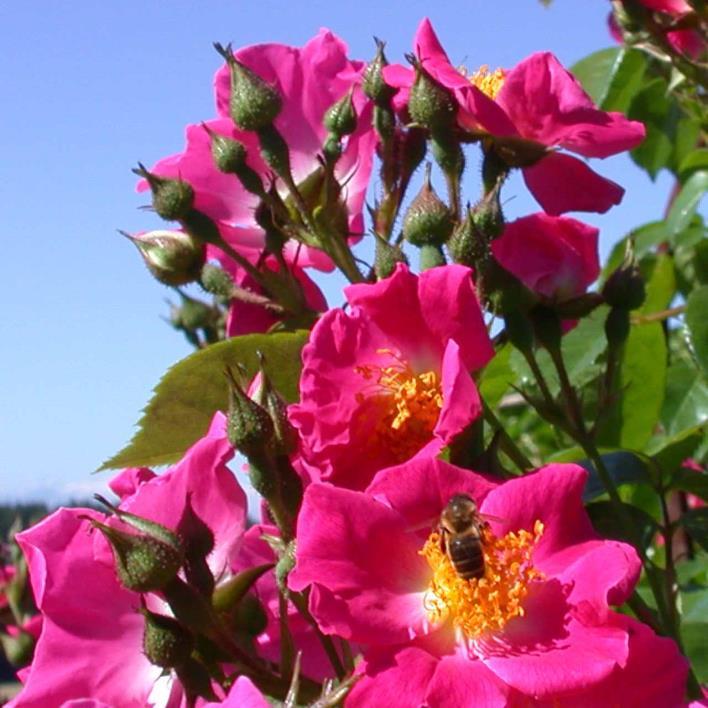 American Pillar Wichuraiana-Rambler rosa, Auge weiss einfach, 5 Petalen, einfach blühend 4-6, in Dolden ohne + / einmalblühend sehr frosthart sehr robust kegelförmig, karminrot stark, bogig