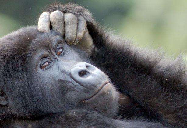 Im Bwindi Nationalpark an der Grenze zu Ruanda leben die letzten Berggorillas in freier Natur, denen Sie auf einer Fußpirsch sehr