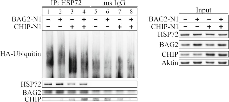 3. ERGEBNISSE Eine Überexpression von BAG2 in gealterten Zellen verringerte den Ubiquitinierungsstatus von HSP72 noch weiter (Abb.