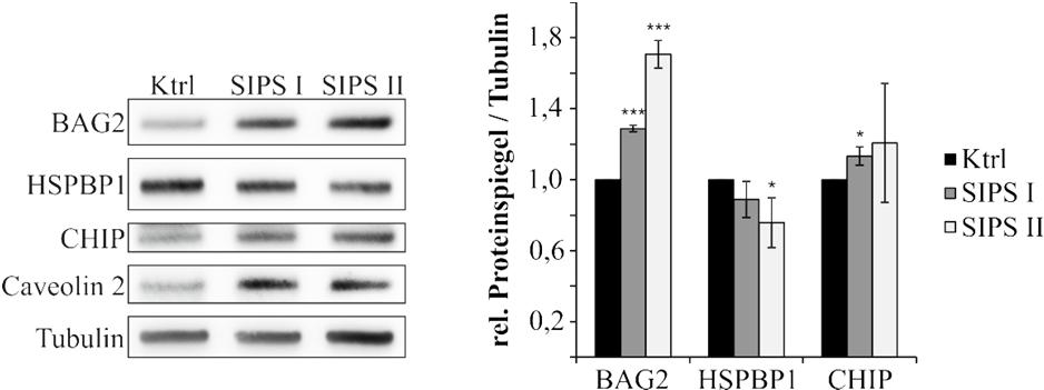 3. ERGEBNISSE Abbildung 19: Im Modell der induzierten Seneszenz sind die Proteinspiegel von CHIP und BAG2 erhöht, von HSPBP1 reduziert.