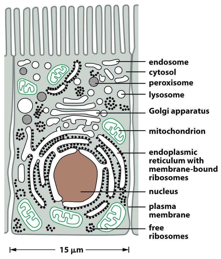Euk. Zelle bestehen aus versch. Kompartimenten und Organellen.