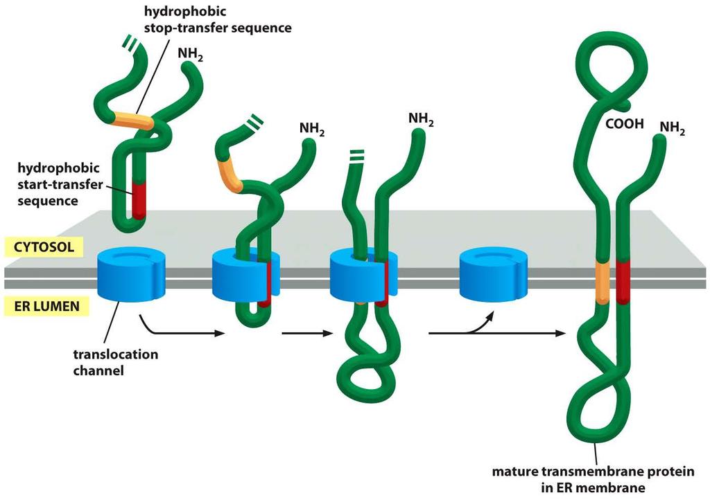 Translokation eines Doppelpfad-Transmembranproteins Interne Start-Transfer Sequenz, wird nicht entfernt, bis zur hydrophoben