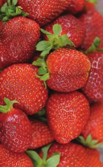 Einfluss von Carboxylaten auf die Qualität von Erdbeeren In einem Tunnelgewächshaus eines Erwerbsbetriebes in panien wurde der Einfluss von Carboxylaten auf die Fruchtqualität von Erdbeeren