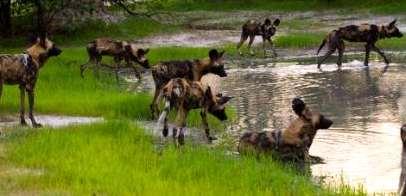 1. Hintergrund des Wildhundprojekts: 1.1 Vorstellung des Wildhunds: Von allen großen Karnivoren in Botswana wird offiziell nur der Afrikanische Wildhund als stark gefährdet (IUCN 2004) eingestuft.