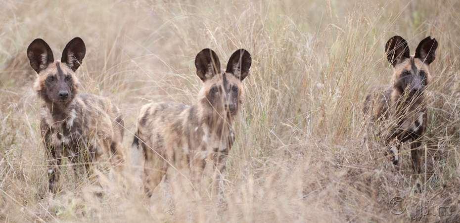 Gegenwärtig ist der Afrikanische Wildhund vielen Bedrohungen ausgesetzt: Krankheiten vernichten ganze Rudel und große Areale werden fortgehend in Farmland umgewandelt, weshalb er in immer härterer