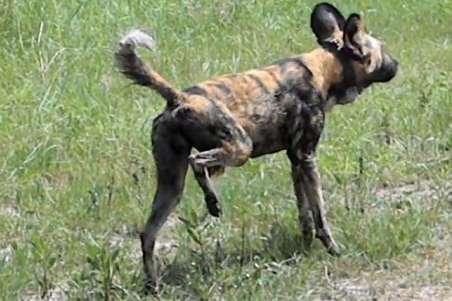 2.5 Erste Ergebnisse des Markierungsverhaltens Während der Feldbeobachtungen stellte Botilo fest, dass sich unterwürfige Afrikanische Wildhunde nicht kotenden oder urinierenden Alpha Tieren nähern.