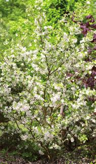 Versch. Sorten Blüte: weiß Blütezeit: Mai/Juni 7,5 Ltr.