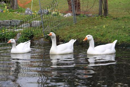 Enten und Gänse Für Enten und Gänse muss eine Schwimmgelegenheit mit sauberem Wasser vorhanden sein. Ein Plastikbecken genügt nicht.