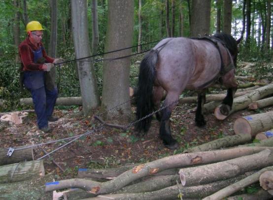 Holzrückung mit Pferd Abtshäger