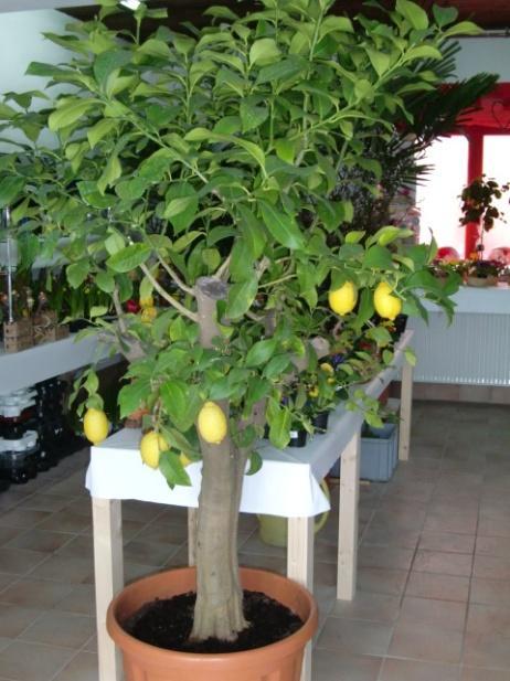 Besonderes Zitronenbaum