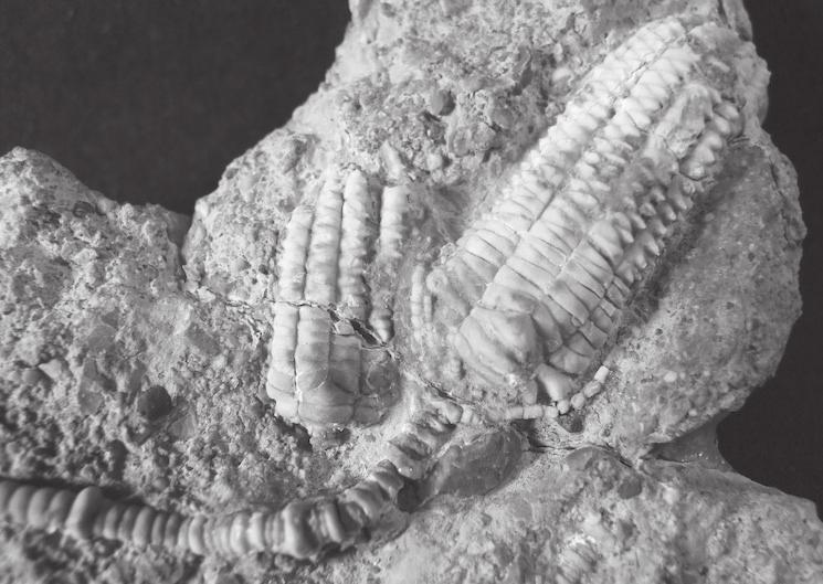 Titel / 9 STEIN(-ALTE) SPUREN Millionen Jahre alte Fossilien sind nicht nur im Museum oder Kino zu bewundern, sondern können auch in Jenas Umgebung gesammelt werden.