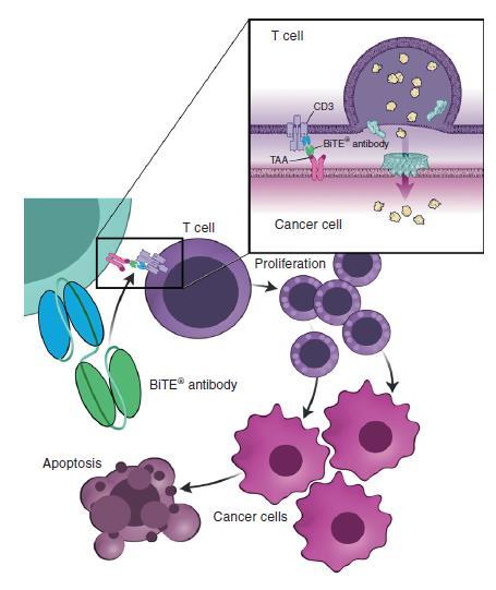 Abbildung 2-2: Wirkweise des BiTE -Antikörperkonstrukts BiTE : Bispecific T-cell engager; CD: Cluster of differentiation; TAA: Tumor-associated antigen Quelle: (Stieglmaier et al.