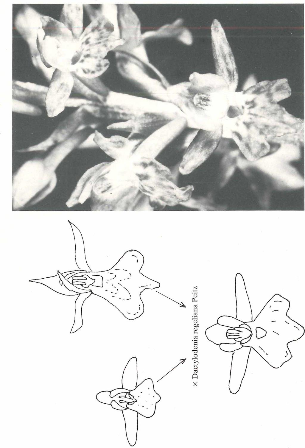 Gymnadenia odorata Dactylorhiza maculata
