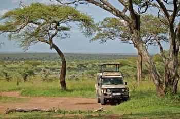 6. Tag - Serengeti & Ngorongoro-Krater Morgenpirsch auf dem Weg durch die Serengeti und Weiterfahrt zum Ngorongoro-Krater. Am Nachmittag Pirschfahrt im Krater.