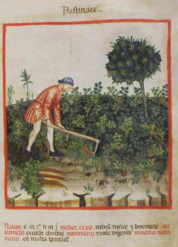 Bäume in der Agrarlandschaft: eine traditionelle Verknüpfung Nahrung (Früchte) Futter (z.b.