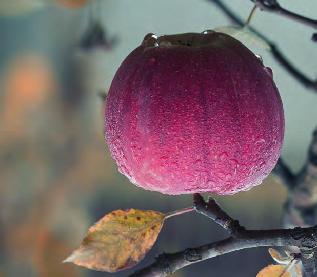 Obstbaumschnittkurse Die dreitägigen Schnittkurse beinhalten alle Schnittarbeiten, die in einem Garten anfallen.