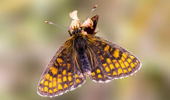 Östlicher Scheckenfalter Der Östliche Scheckenfalter (Melitaea britomartis) ist besonders geschützt und gilt laut Roter Liste in Deutschland, ebenso