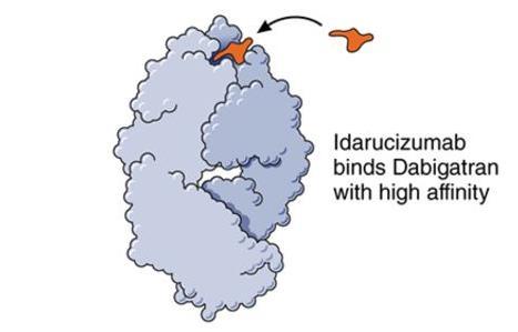 Idarucizumab (Praxbind ) Monoklonales Antikörper-Fragmentmit Bindet mit