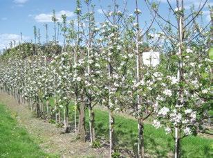Um mehr von der Sorte zu erfahren, wurden im Frühjahr 2009 60 Bäume der Sorte 'Rubens' auf M 9 (gepflanzt im März 2006) mit 'Wellant' umgepfropft (Abb. 9).