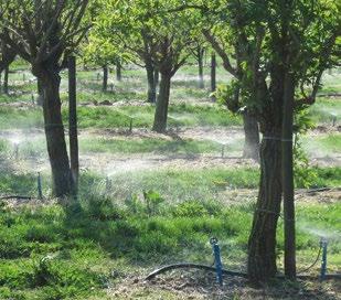Holunderanbau Was kann wie erreicht werden? The How-to of elderberry cultivation Dr.