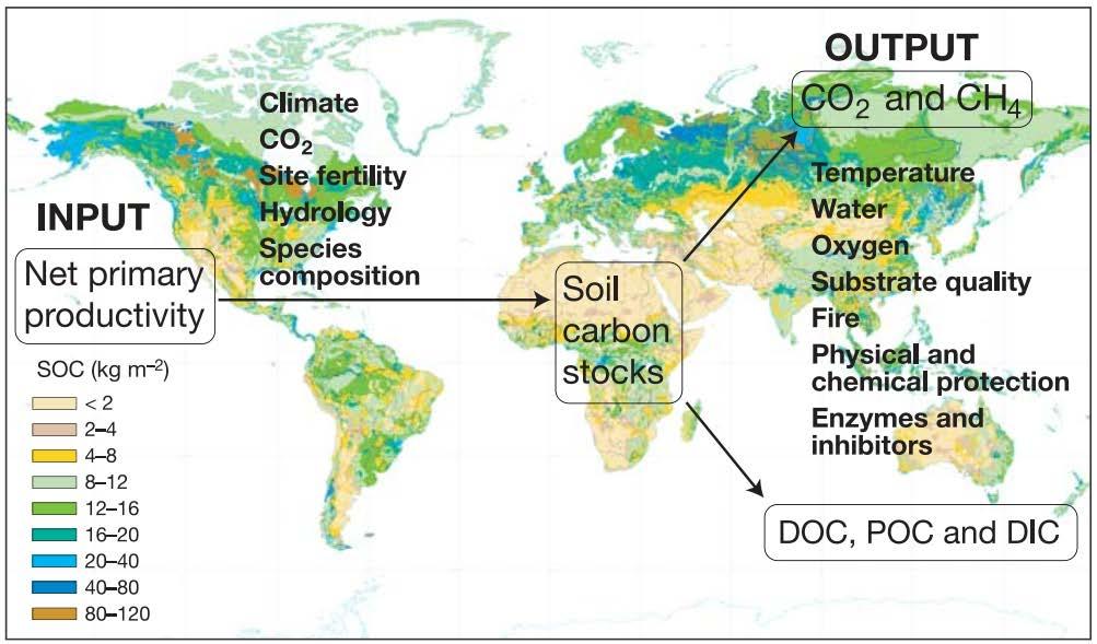 C-Vorräte in Böden und Einflussfaktoren DOC: dissolved organic carbon; POC: