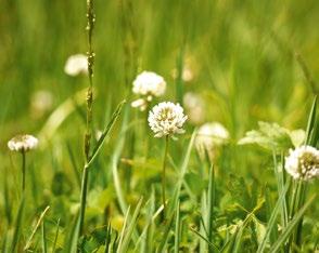 Bei der Bekämpfung von Pilzerkrankungen im Rasen sind vor allem Pflegemaßnahmen wie z.b. regelmäßiges Vertikutieren im Frühjahr und Herbst wichtig.