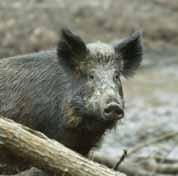 Nutztiere unseres Waldes Eine Wanderung für die ganze Familie entlang des Waldlehrpfades im Wenigumstädter Wald Wildschweinen wird immer nachgesagt, dass sie immensen Schaden anrichten!