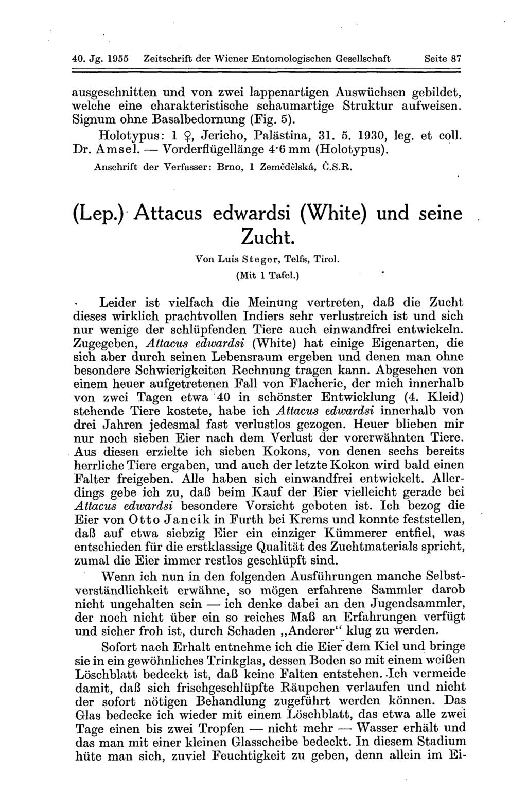 40. Jg. 1955 Zeitschrift der Wiener Entomologischen Gesellschaft Seite 87 ausgeschnitten und von zwei lappenartigen Auswüchsen gebildet, welche eine charakteristische schaumartige Struktur aufweisen.