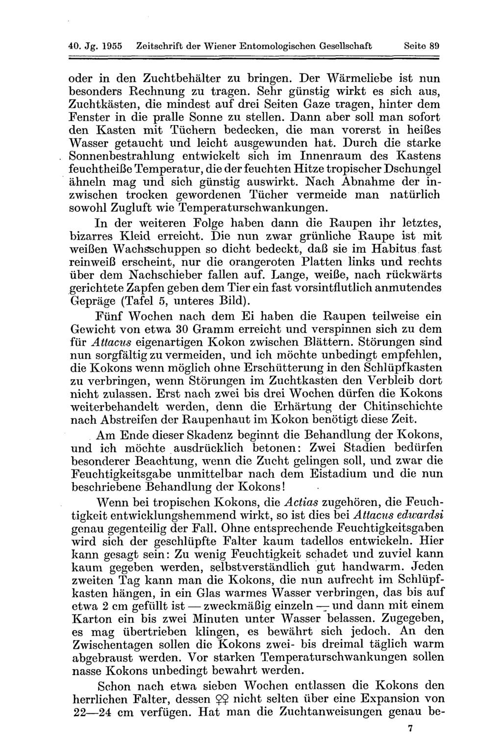 40. Jg. 1955 Zeitschrift der Wiener Entomologischen Gesellschaft Seite 89 oder in den Zuchtbehälter zu bringen. Der Wärmeliebe ist nun besonders Rechnung zu tragen.