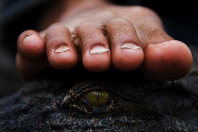 Ein Mann legt seinen Fuß über die Augen eines Krokodils.