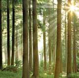 5 Ökosystem Wald 5. 1 Lebensgemeinschaft Wald Wälder bestehen nicht nur aus Bäumen... 150 Nahrungsbeziehungen im Wald... 152 Destruenten... 154 Pilze im Wald... 155 Praktikum: Bodenuntersuchung.