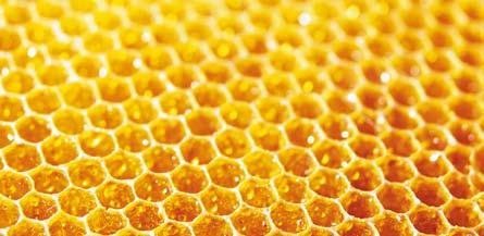 Blütenhonig oder Honigtau Der Honig der wild lebenden Bienenvölker wurde schon vor 9000 Jahren von den Urmenschen für ihren Bedarf an Süssem genutzt.