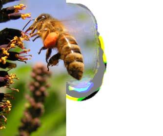 Honig entsteht Aussendienstbienen saugen den Nektar oder Honigtau mit ihrem Rüssel auf. Mit Hilfe der Honigblase wird dieser in den Stock zurückgetragen.