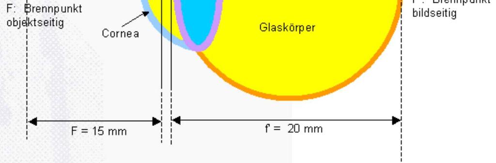 (dpt) Cornea 0,52-0,67 1,376 43 Vorkammer 3,6