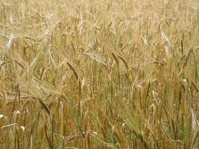 Für uns ist das Getreide ein wichtiges Nahrungsmittel. Heute gibt es über 300 verschiedene Arten von Getreide.