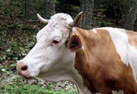 Über den Winter kann eine Kuh bis zu drei Tonnen Heu verputzen. Die warme Jahreszeit verbringen die Landwirte unermüdlich damit, ausreichend Reserven für die Feinschmecker im Stall anzulegen.