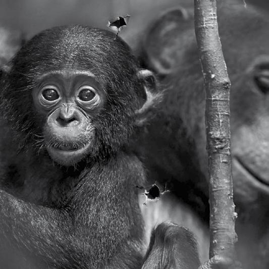 de Zweckverband zur Wasserversorgung der Jura-Schwarzach-Thalach Gruppe Wilderei hat die Bonobos fast ausgerottet. Mit Ihrer Spende können wir sie noch retten.