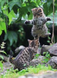 Posten 4 Wildkatze Die Ähnlichkeit von Wildkatze und Hauskatze hat einen Nachteil: Die beiden Arten können gemeinsame Nachkommen zeugen.
