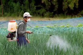 U Quelle: welt.de W Q X X Y Pyrrol T Pyrrol-Verbindungen mit starker herbizider Wirkung werden in der Landwirtschaft als Pflanzenschutzmittel eingesetzt.