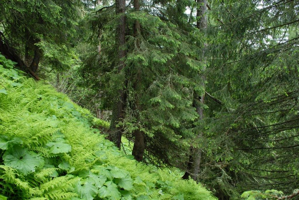 Natura 2000 - Bergwälder Österreichs Montane und subalpine bodensaure Fichtenwälder 9410 Status: U1 Trend: U1 Fläche Ö: 900-1.