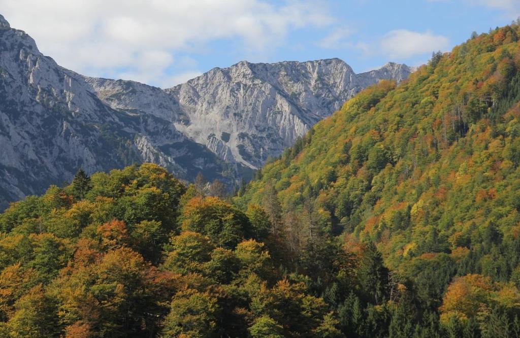 Natura 2000 - Bergwälder Österreichs Mitteleuropäischer subalpiner Buchenwald mit Ahorn