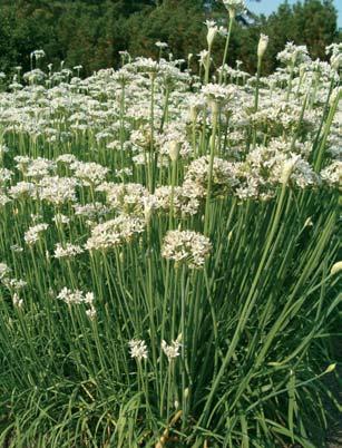 Artenvielfalt der Kräuter (4) Knolau (Allium tuberosum) gehört zu den Zwiebelgewächsen, obwohl er keine Zwiebeln ausbildet.