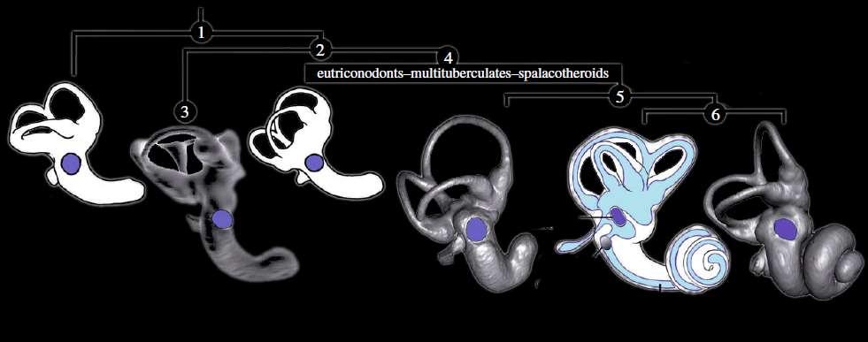 Modified from: Luo et al. 2011, Proc Biol Sci Evolution des Gehörs Vermutl.
