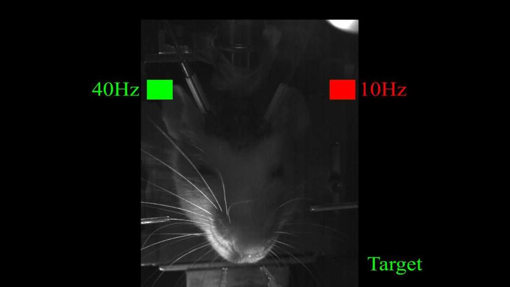 Optogenetik Eine Ratte
