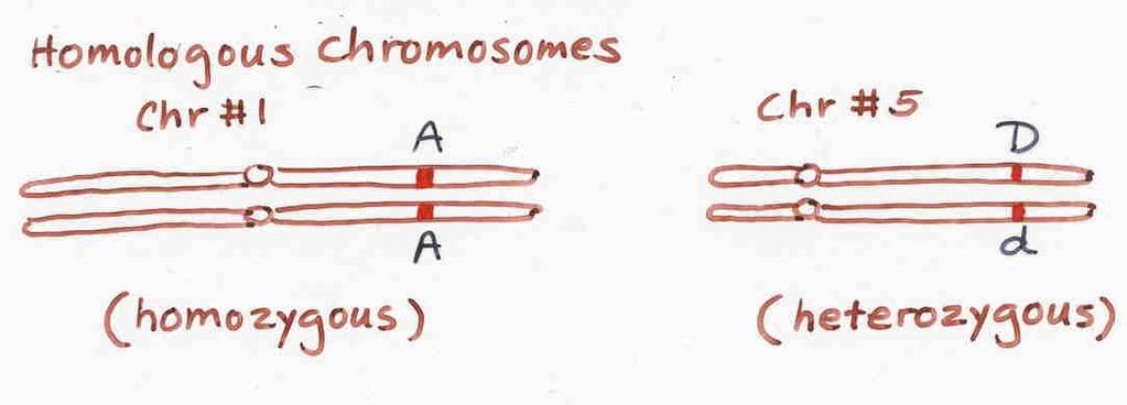 Hybride homozygot Populationen heterozygot AA,aa,bb,BB,cc,CC Genotyp von Hybriden - Inzuchtlinie homozygot - Hybride ist heterozygot - Weniger Genkombinationen Phänotyp von Hybriden -homogen -jede